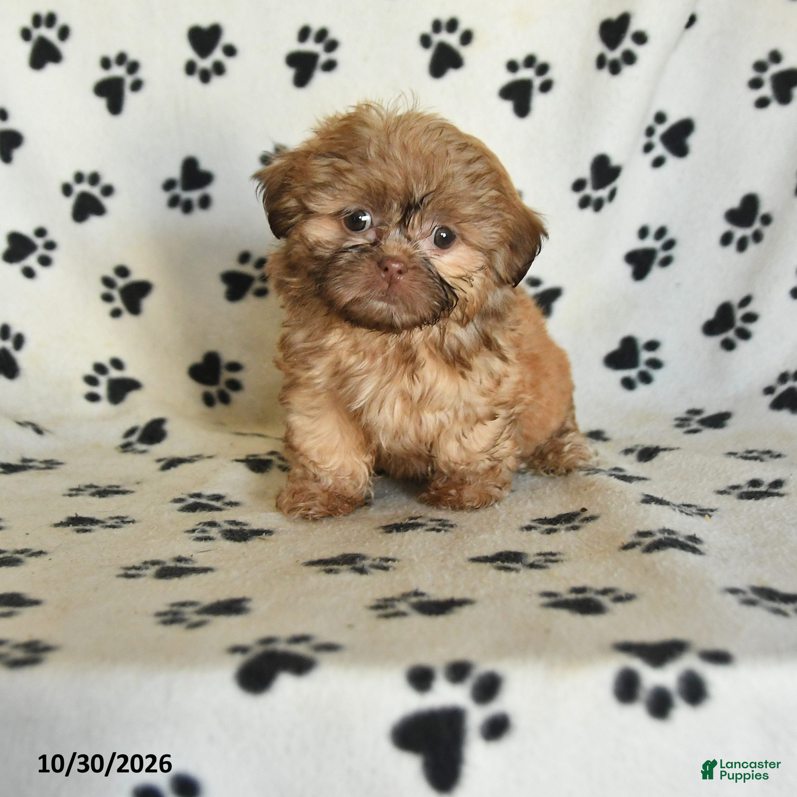 Shih Tzu dogs for sale: Otto - Ad 1