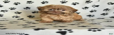 Otto