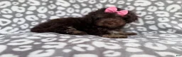 Cockapoo dogs for sale: Sloan - Ad 5