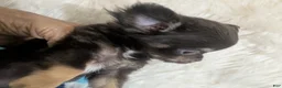 Chihuahua dogs for sale: Chihuahua 2 - Ad 4