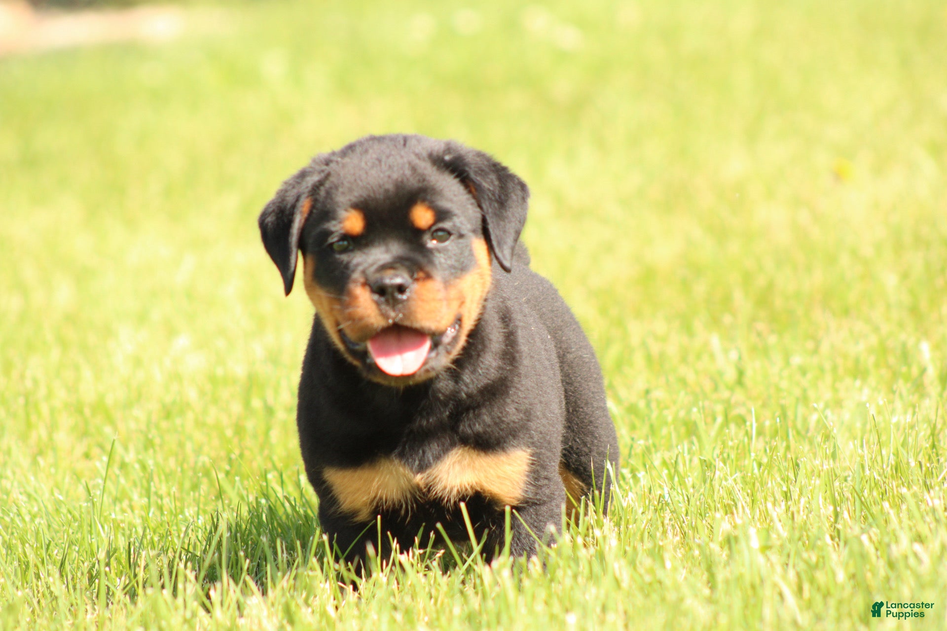 Rottweiler dogs Chanse - Ad 1