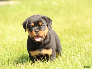 Rottweiler dogs for sale: Chanse - Ad 3