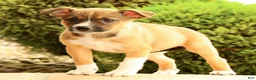 Miniature Australian Shepherd dogs for sale: Belle - Ad 6