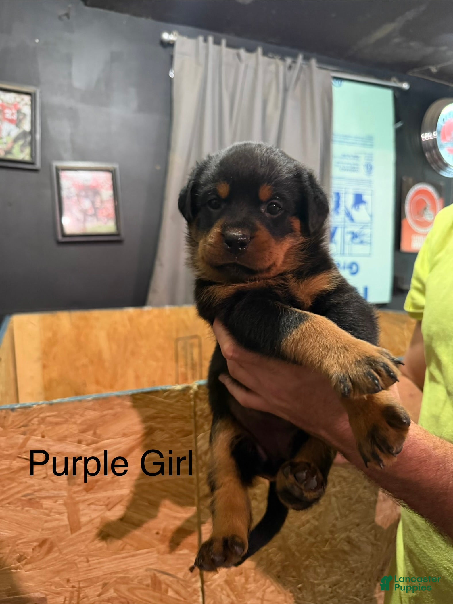 Rottweiler dogs Rottweiler 6 - Ad 1
