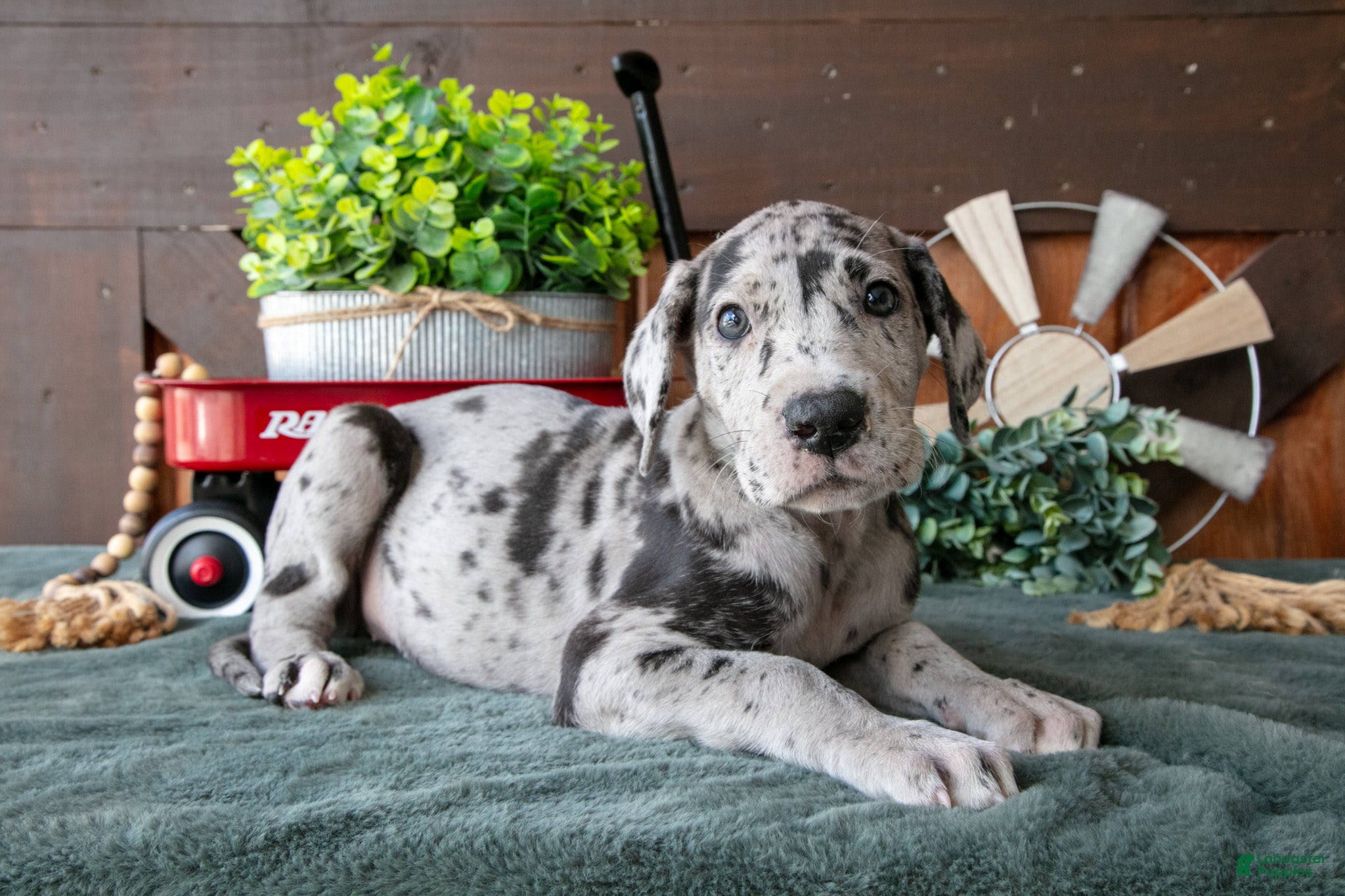 Great Dane dogs Libby - Ad 1