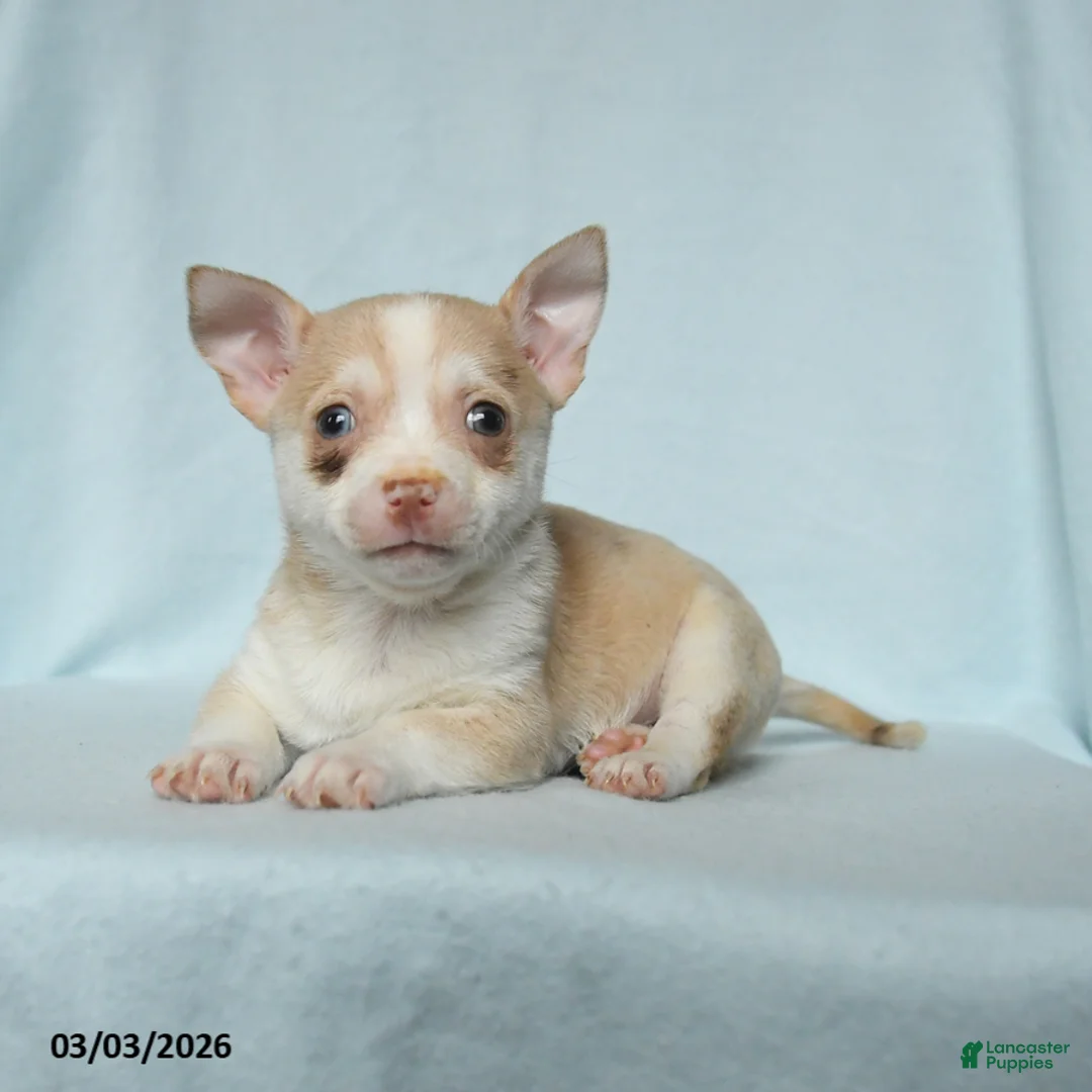 Chihuahua dogs for sale: Candy - Ad 3