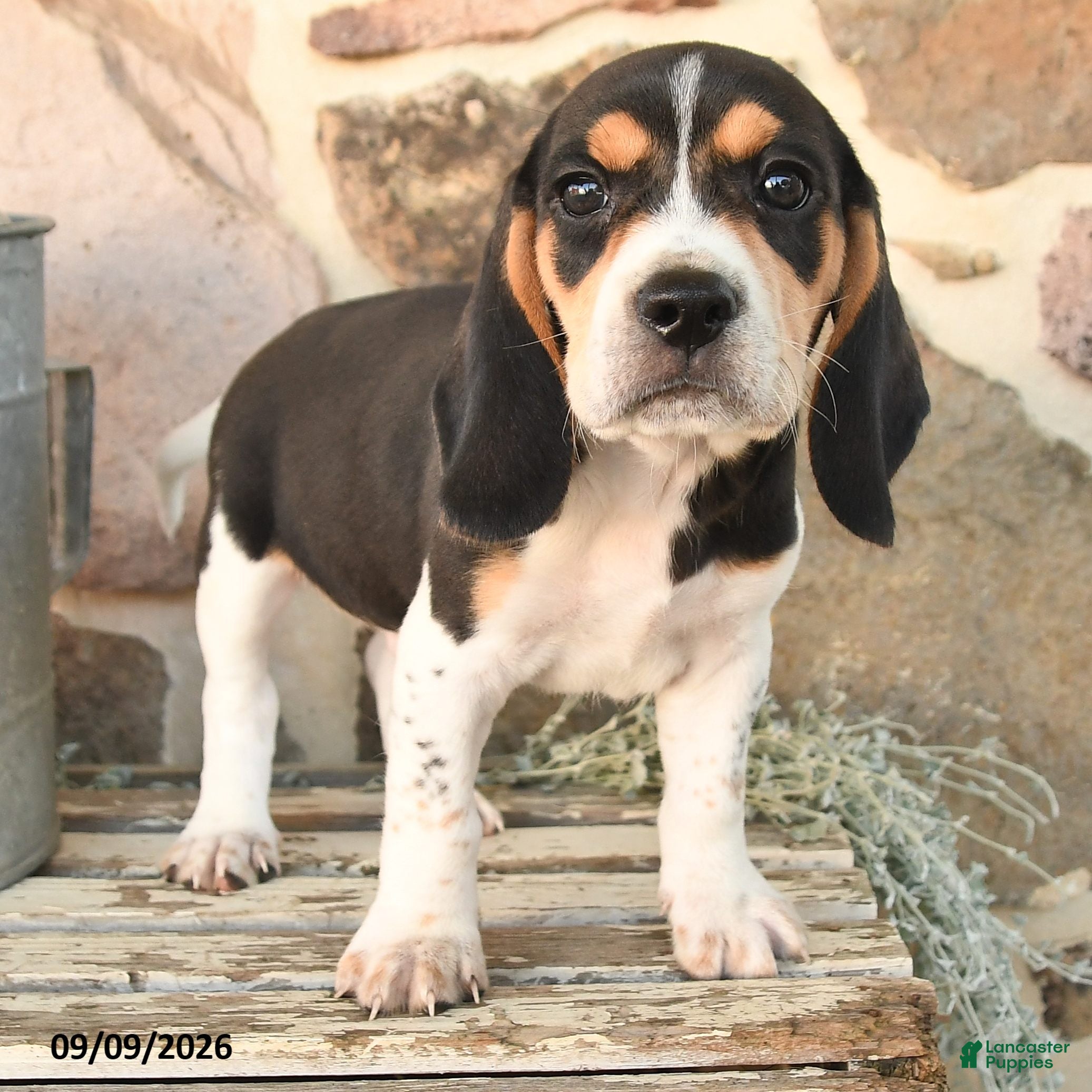 Beagle dogs Major - Ad 2