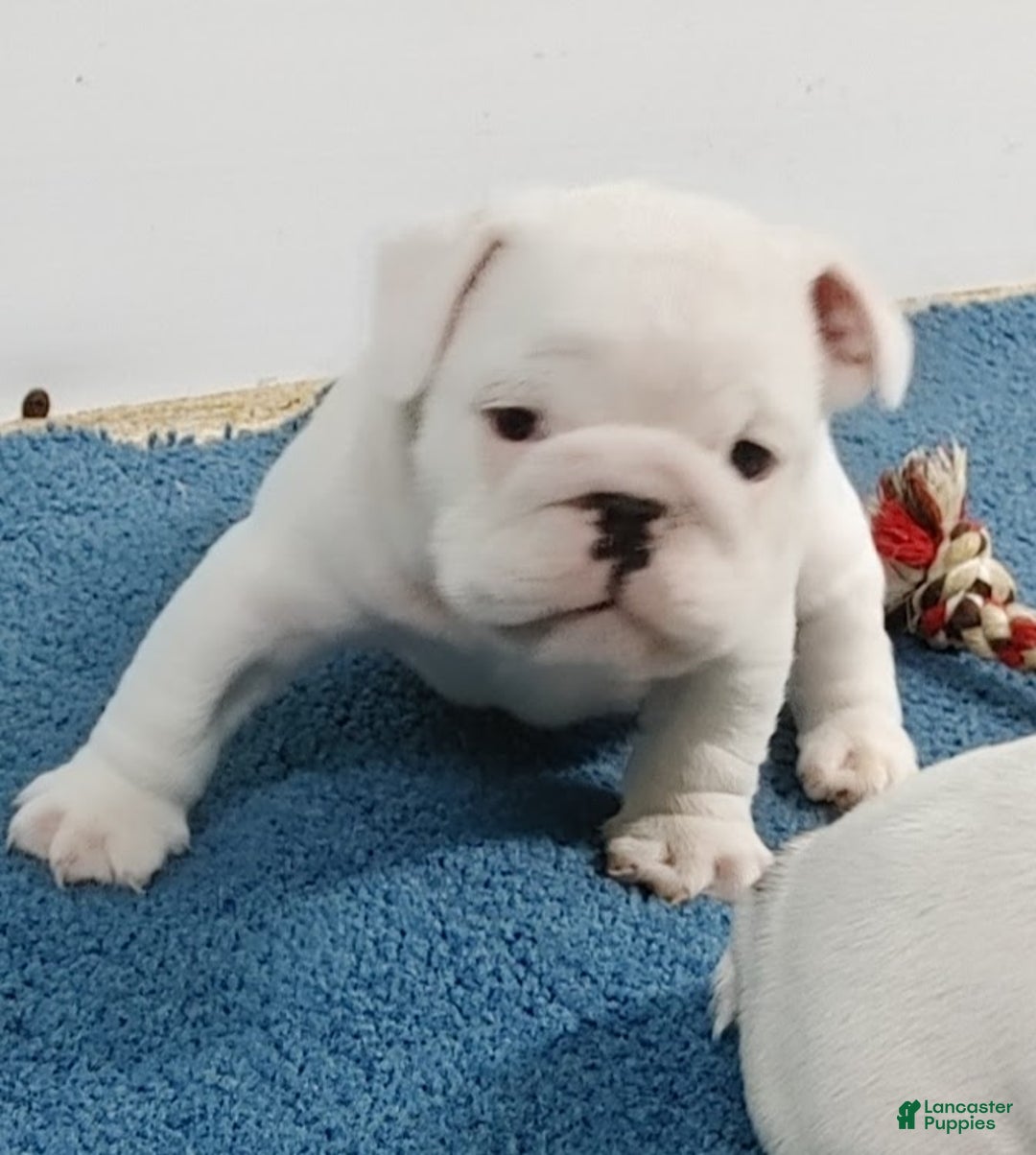 English Bulldog dogs for sale: Eli - Ad 1