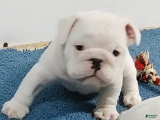English Bulldog dogs Eli - Ad 38