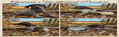 German Shorthaired Pointer 2