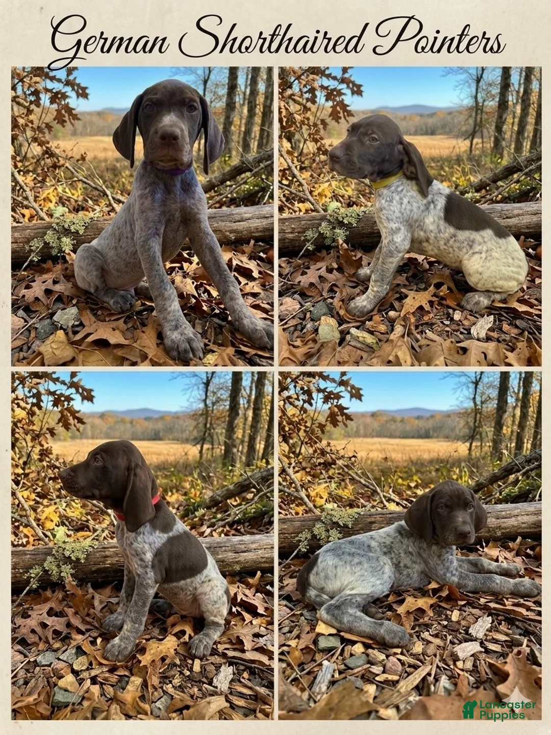 German Shorthaired Pointer dogs for sale: German Shorthaired Pointer 2 - Ad 1