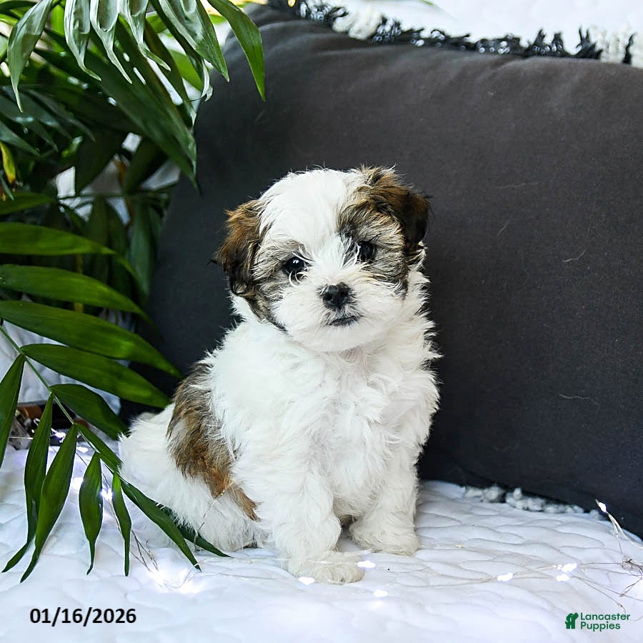 Mixed Breed dogs Cheese Puff - Ad 6