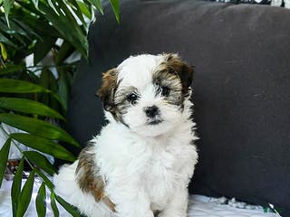 Mixed Breed dogs Cheese Puff - Ad 33