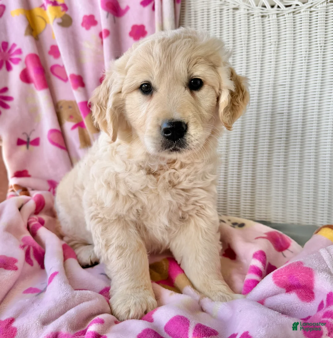 Golden Retriever dogs for sale: S’mores  - Ad 2