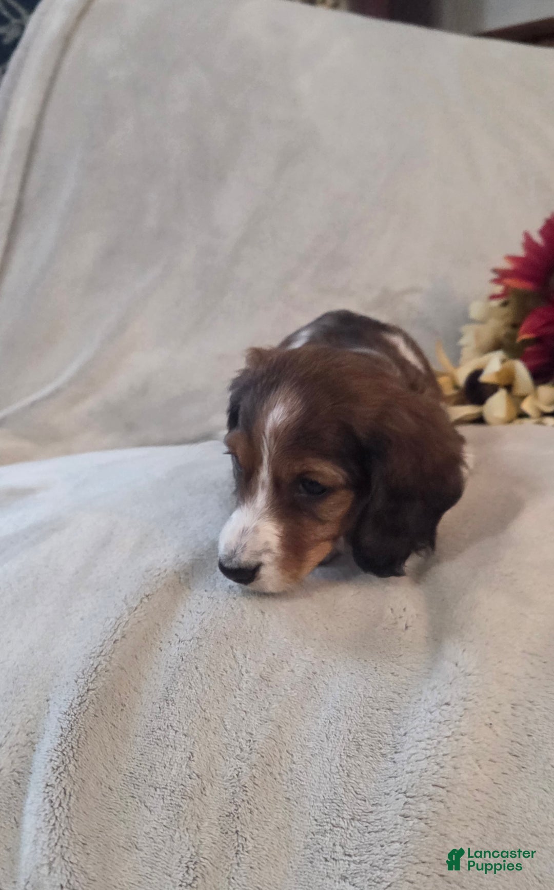 Miniature Dachshund dogs for sale: Peppermint  - Ad 10