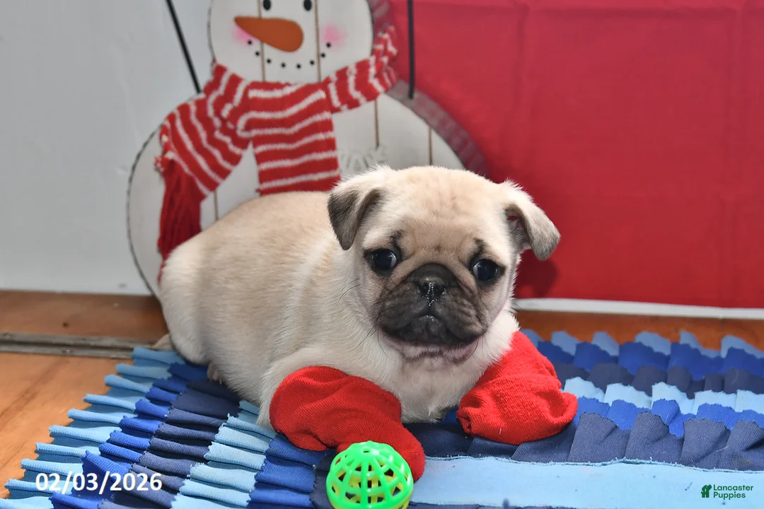 Pug dogs for sale: Cupid - Ad 3