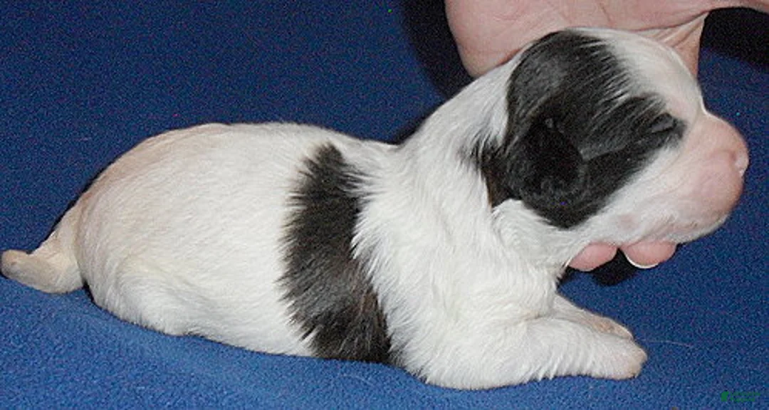 Shihpoo dogs for sale: Opie - Ad 2