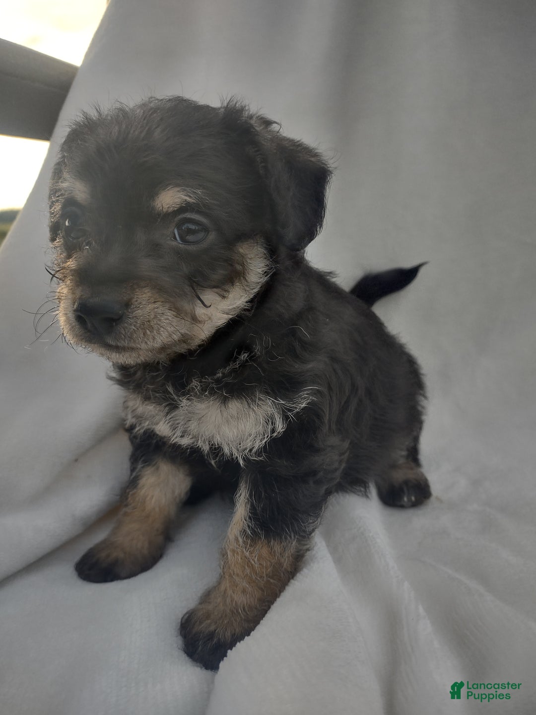 Chipoo dogs for sale: Jordin - Ad 8