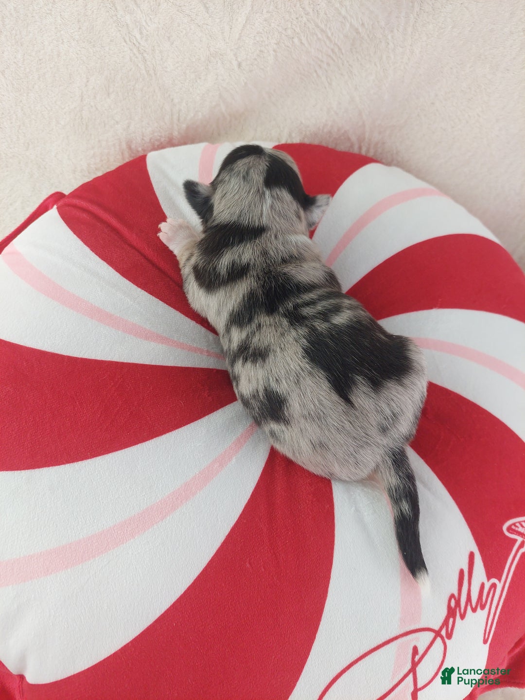 Chihuahua dogs for sale: Micah - Ad 12