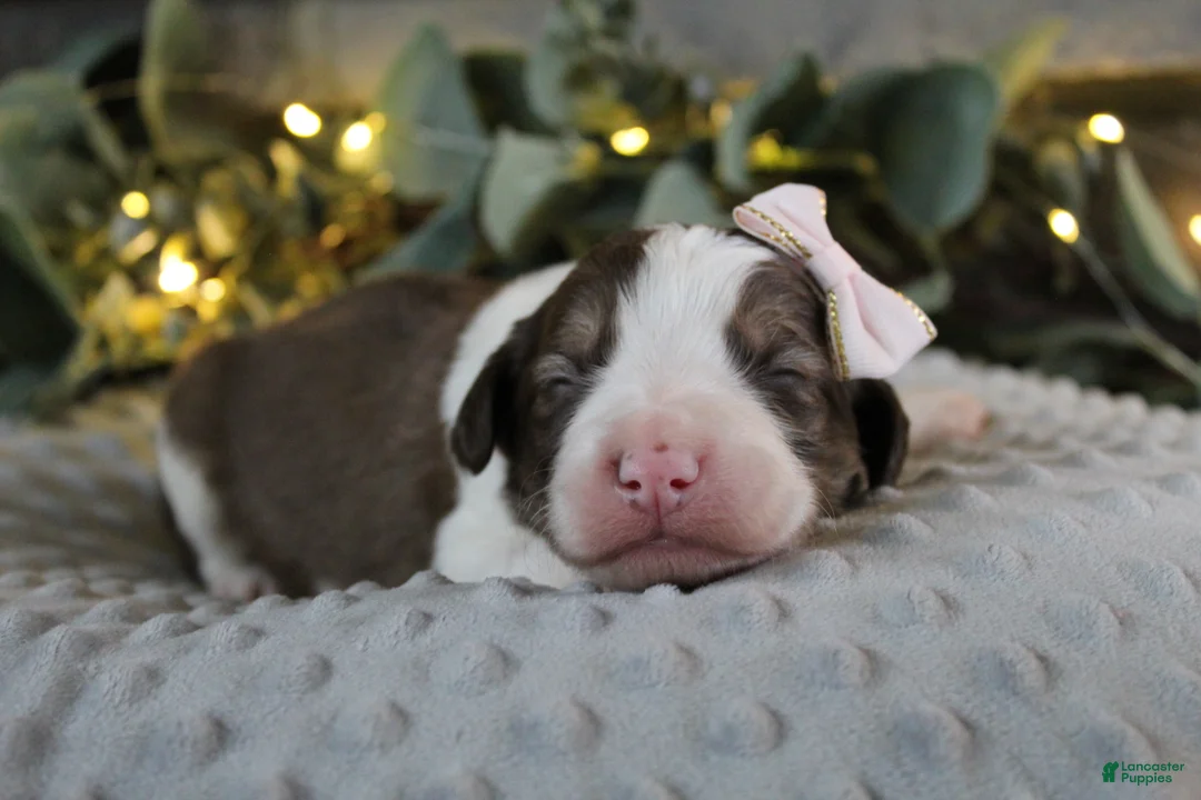 Bordoodle dogs for sale: Luna - Ad 1