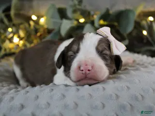 Bordoodle dogs Luna - Ad 29