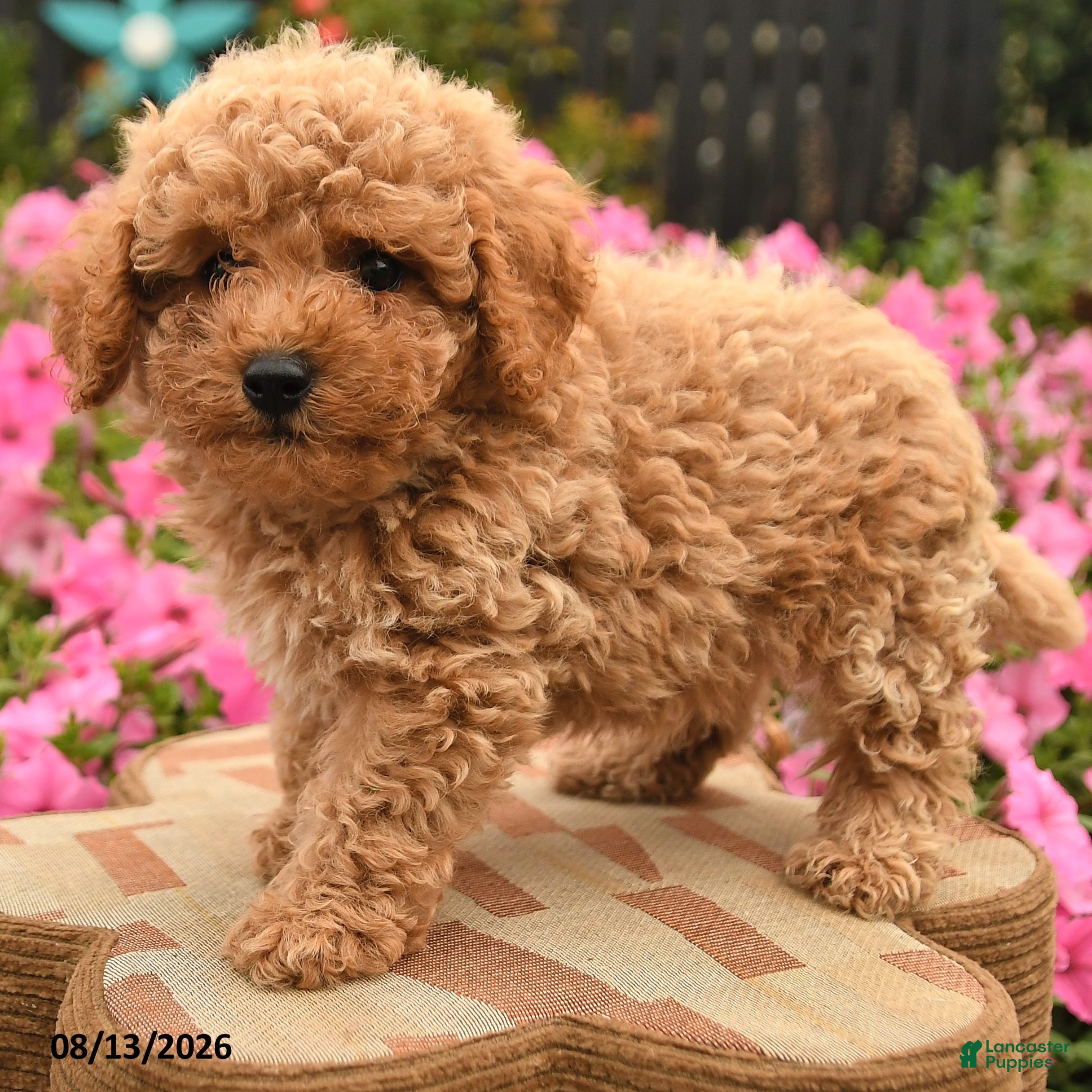 Miniature Poodle dogs Britney - Ad 2