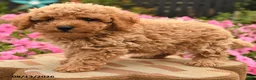 Miniature Poodle dogs for sale: Britney - Ad 2