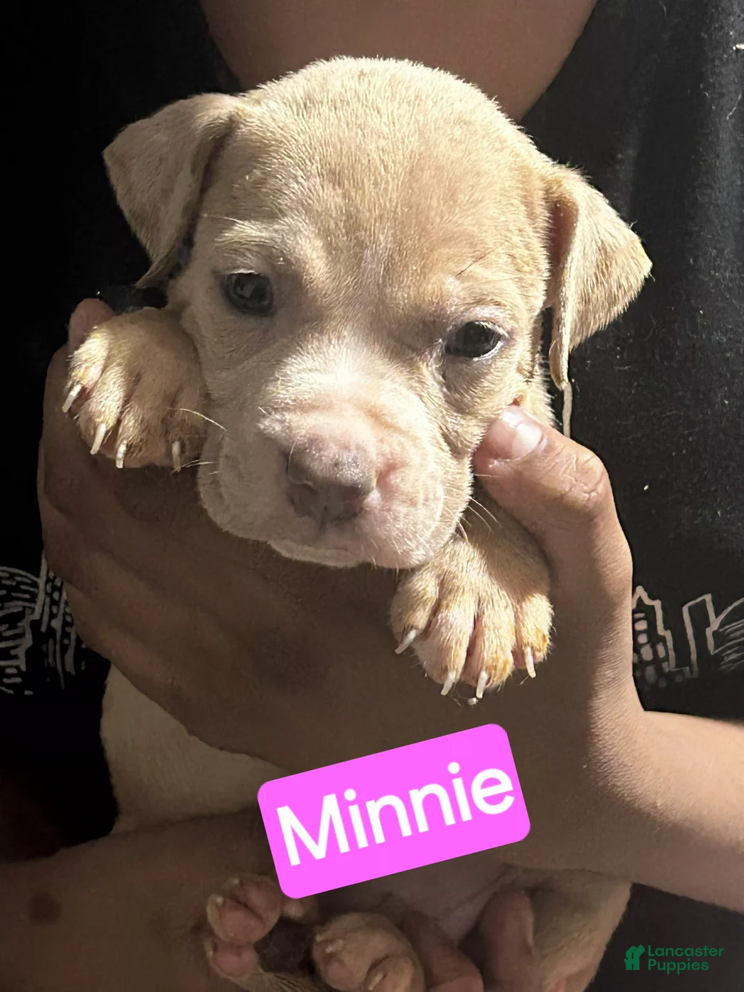American Bully dogs for sale: Minnie - Ad 1