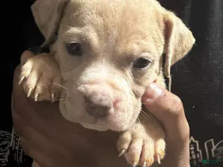 American Bully dogs Minnie - Ad 16