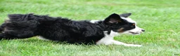 Miniature Australian Shepherd dogs for sale: Willow - Ad 13