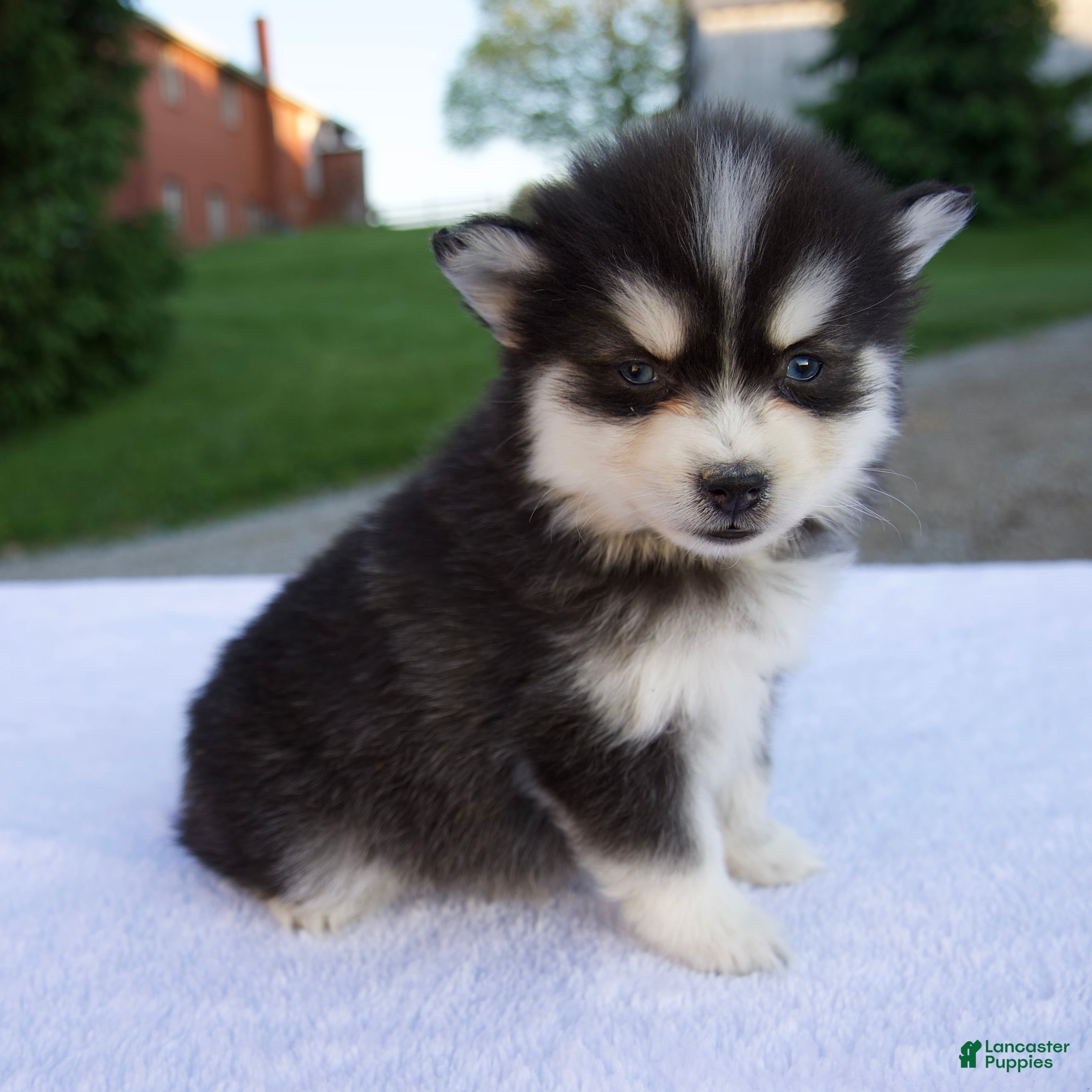 Pomsky dogs Melody - Ad 2