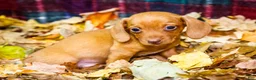 Miniature Dachshund dogs for sale: Ronnie - Ad 12