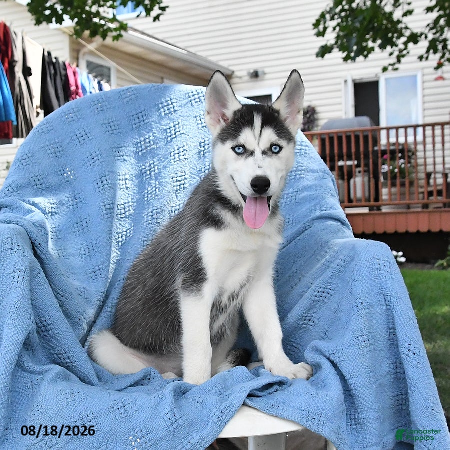 Siberian Husky dogs Bridget - Ad 1