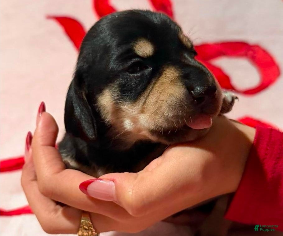 Miniature Dachshund dogs Miniature Dachshund Puppy 2 - Ad 15
