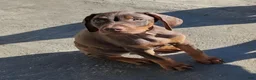 Doberman Pinscher dogs for sale: Doberman Pinscher 2 - Ad 3