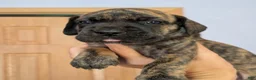 Great Dane dogs for sale: Great Dane 1 - Ad 1