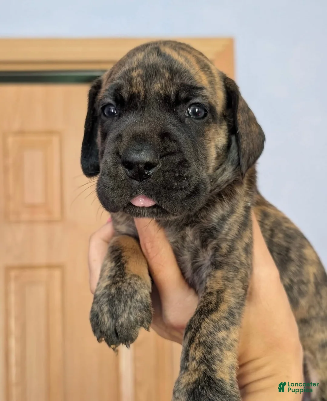 Great Dane dogs for sale: Great Dane 1 - Ad 1