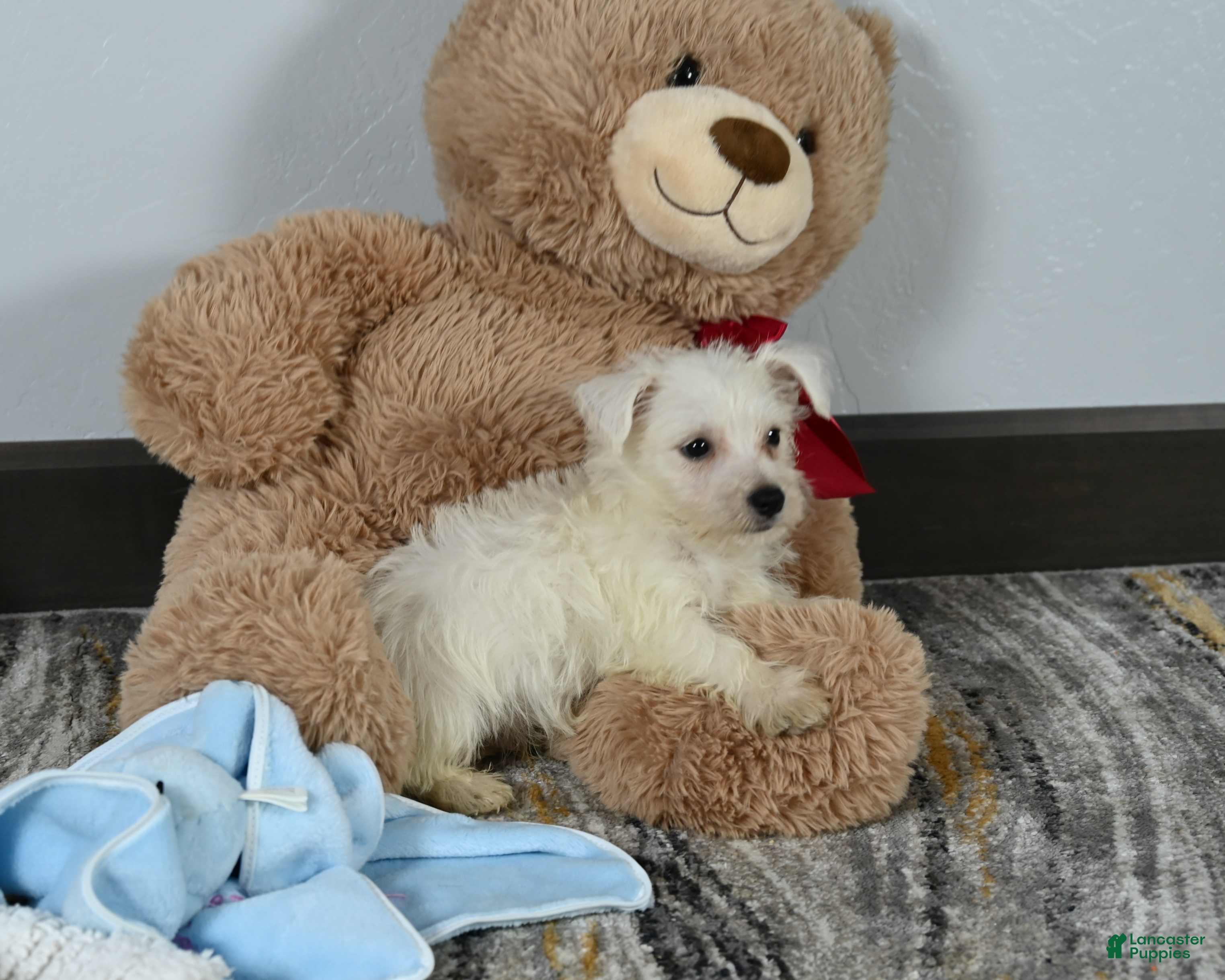 West Highland Terrier dogs Willis - Ad 1