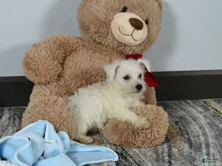 West Highland Terrier dogs for sale: Willis - Ad 1