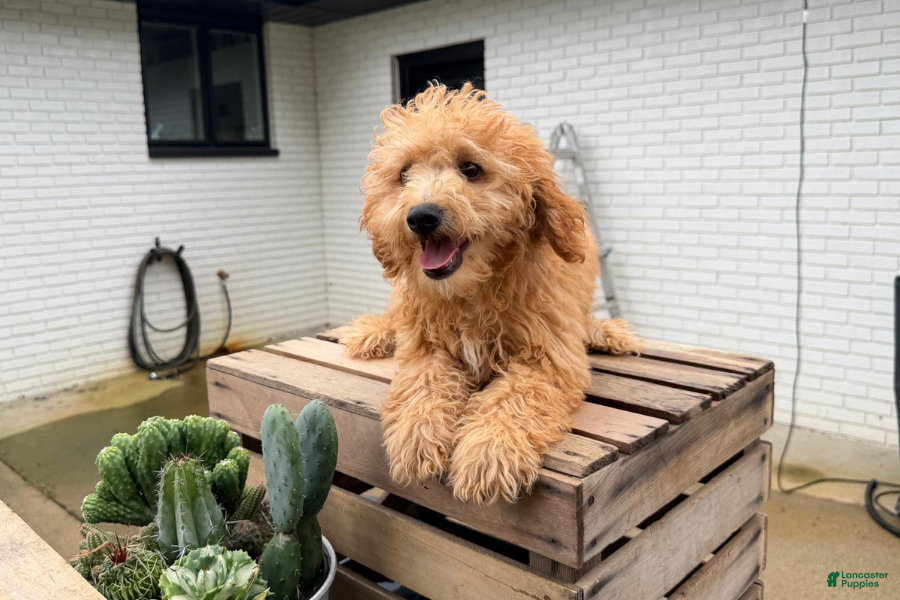 Mini Goldendoodle dogs for sale: Parmesan - Ad 28