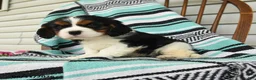 Cavalier King Charles Spaniel dogs for sale: Hatty - Ad 3