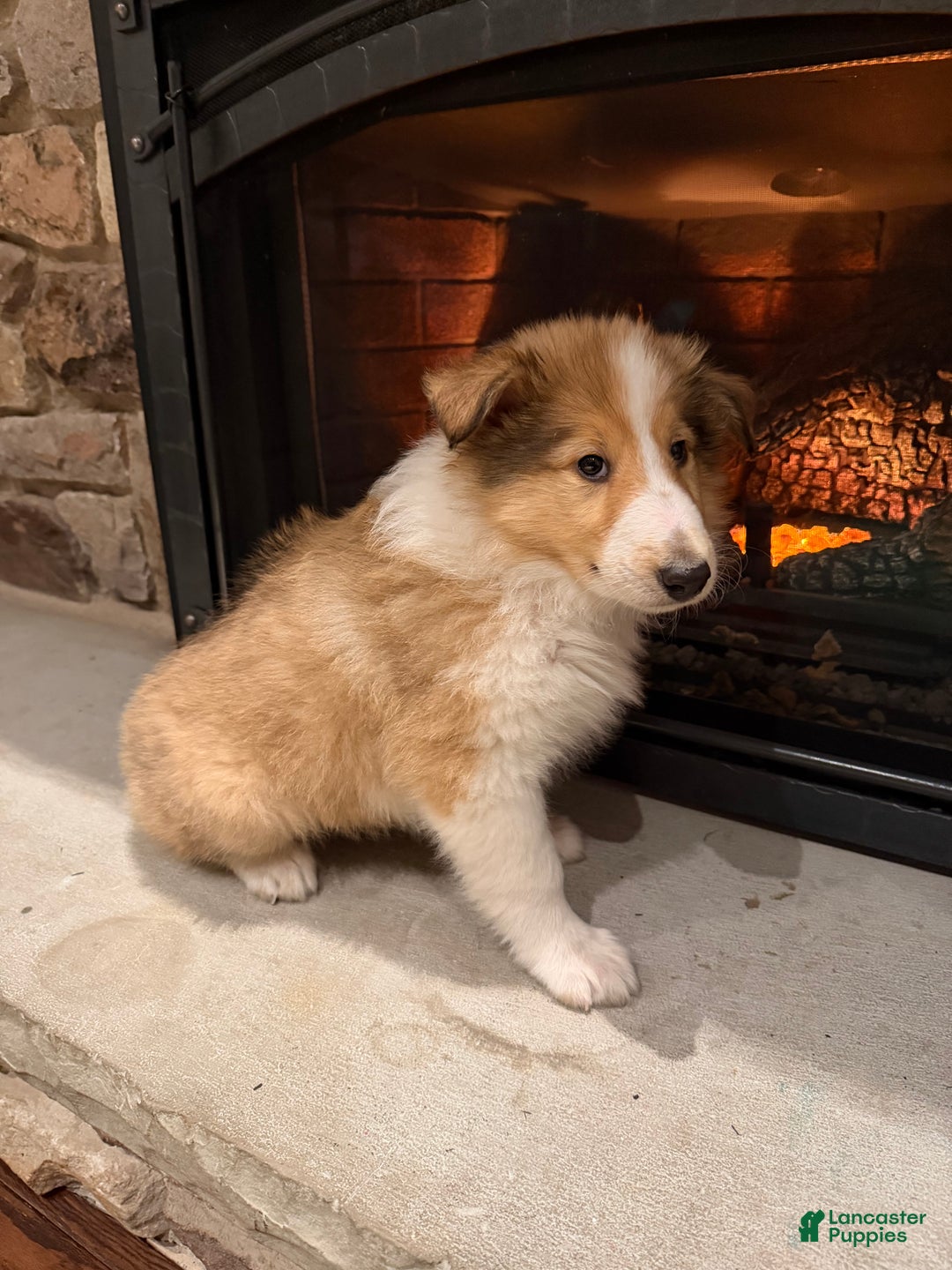 Collie dogs for sale: Collie Puppy 7 - Ad 16