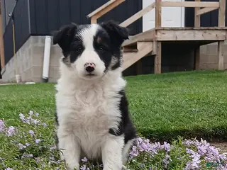 Border Collie dogs Rocky - Ad 2