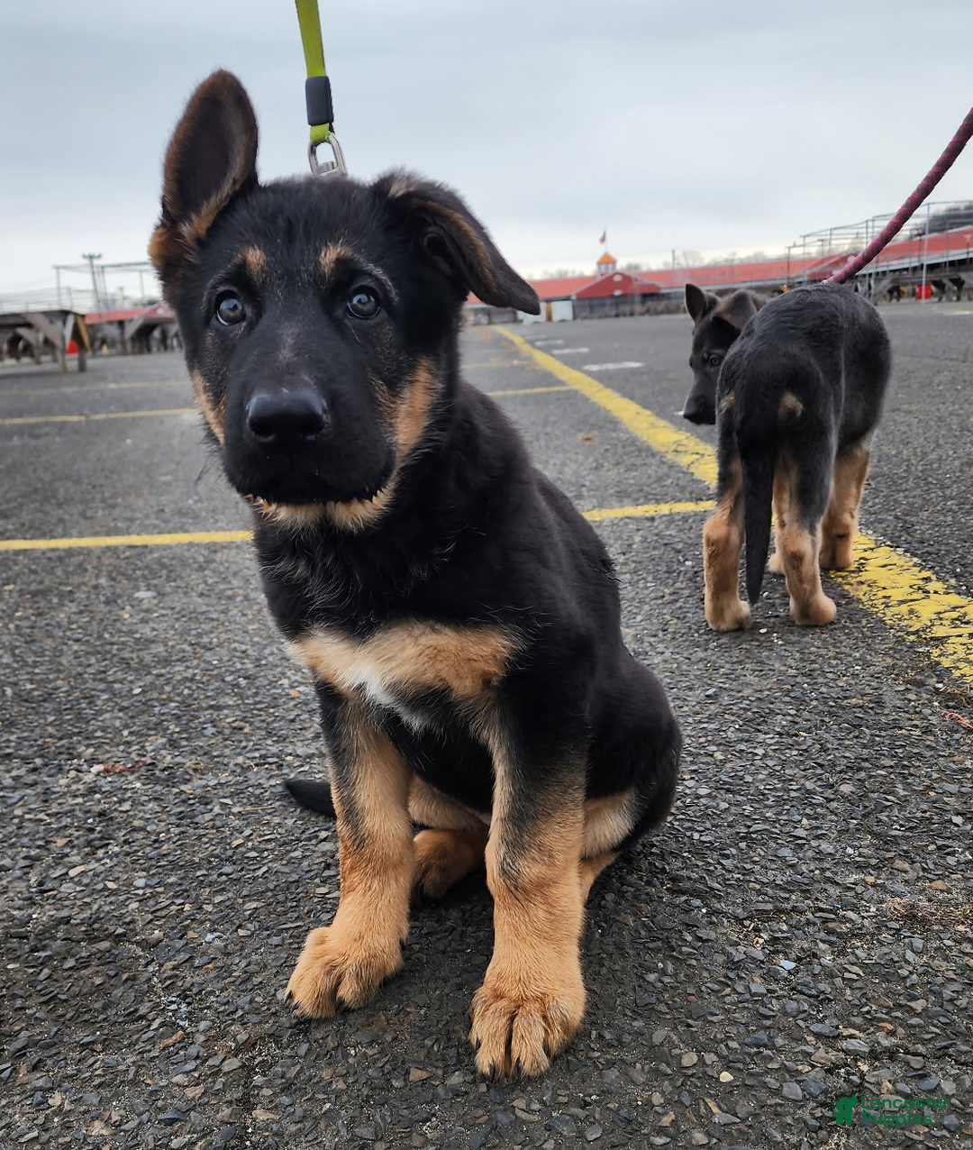 German Shepherd dogs for sale: German Shepherd Puppy 1 - Ad 1