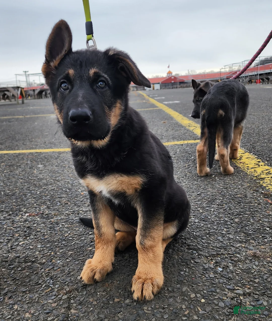 German Shepherd dogs for sale: German Shepherd Puppy 1 - Ad 1