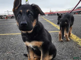 German Shepherd dogs German Shepherd Puppy 1 - Ad 17