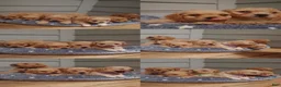 Mixed Breed dogs for sale: Mixed Breed 1 - Ad 5