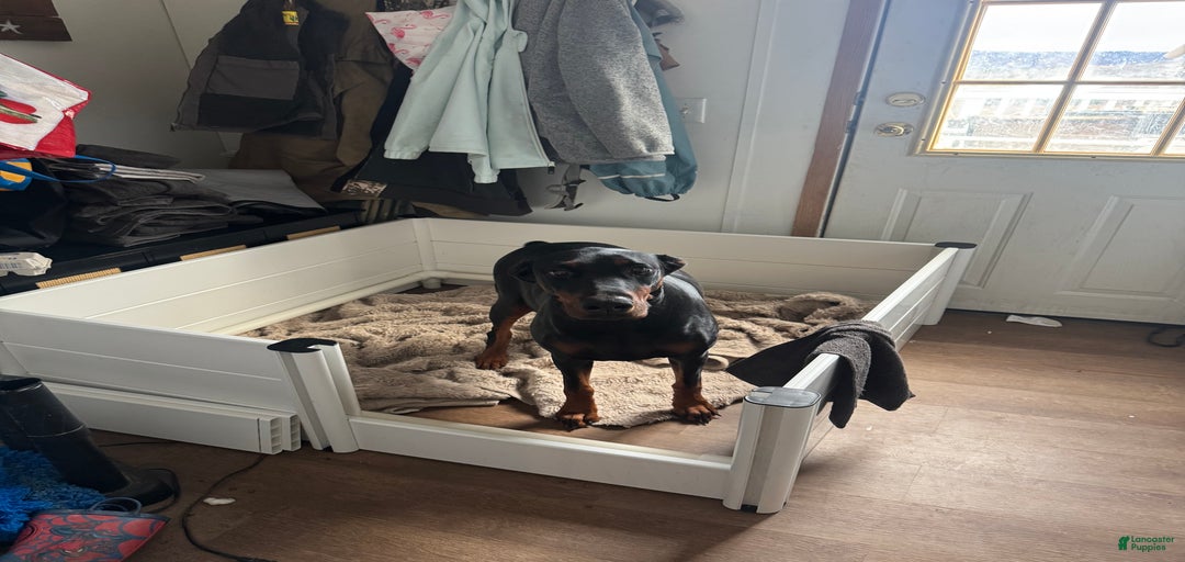 Gallery Image {{count}}