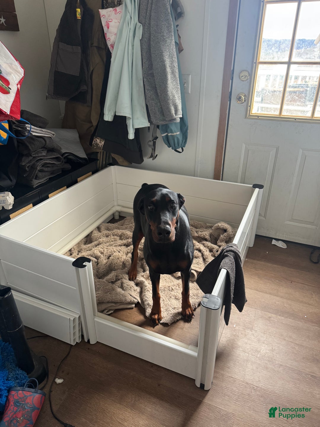 Gallery Image {{count}}