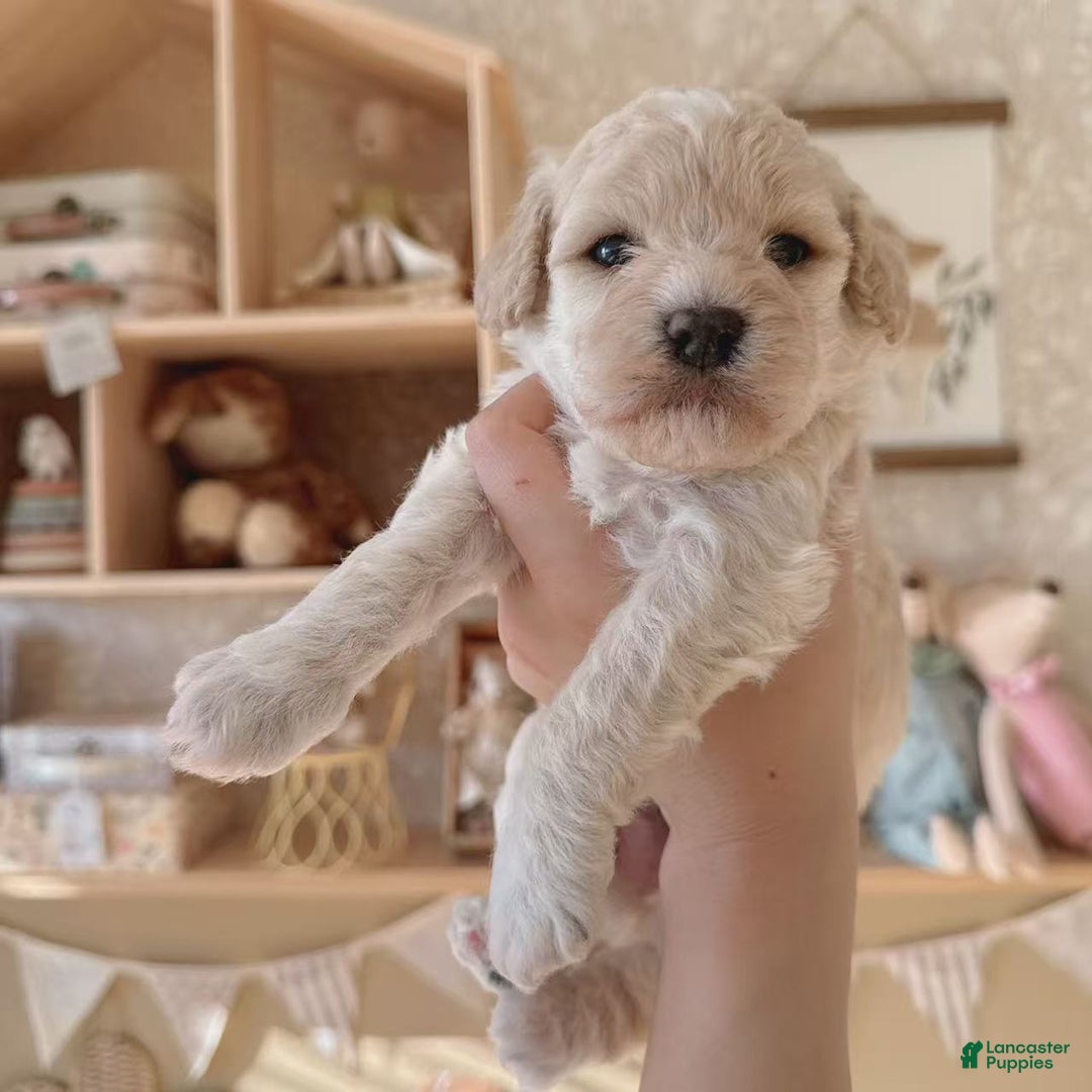 Bichpoo dogs for sale: Cookie - Ad 3